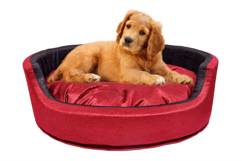 Affordable Dog Bed