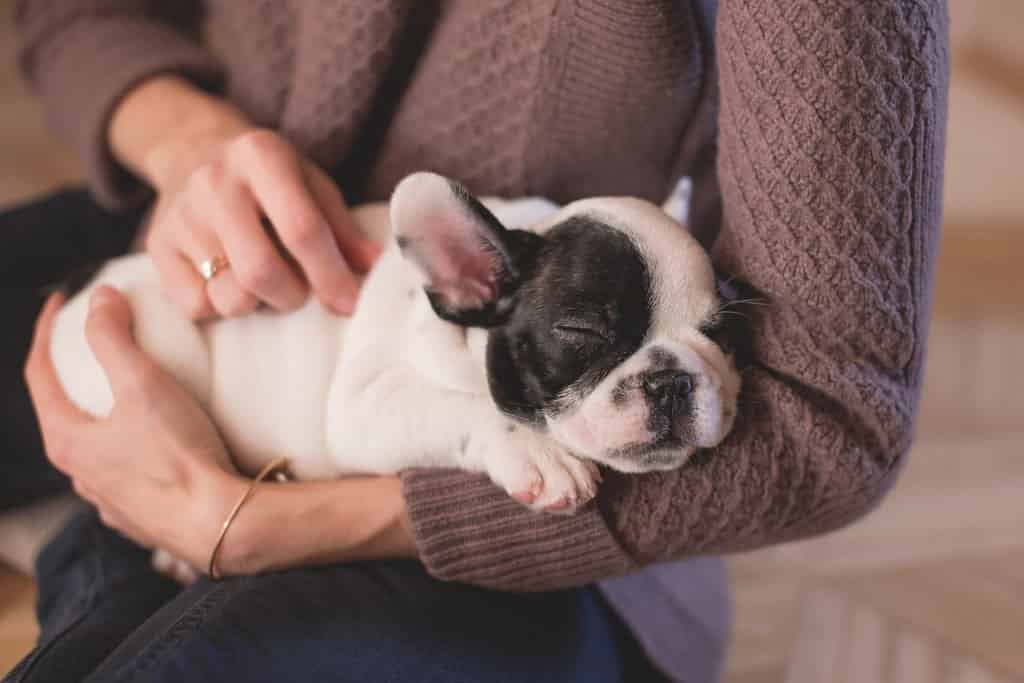 11-affordable-products-your-dog-needs2