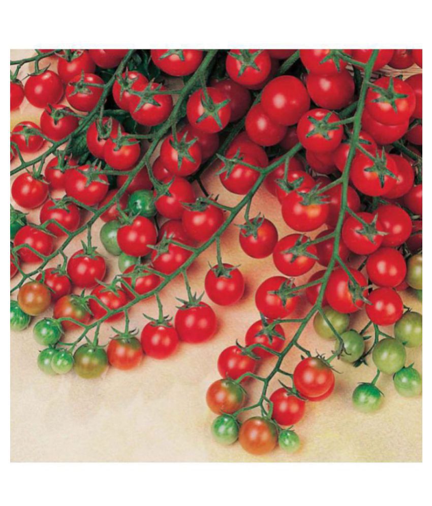 Kitchen Garden Essentials under Rs.500 Snapdeal Blog